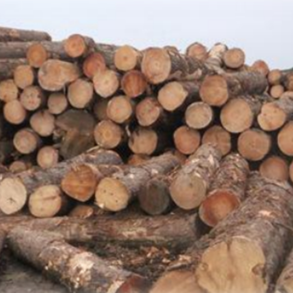 乌拉圭火炬松用途