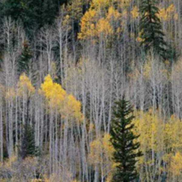 欧洲云杉原木用途