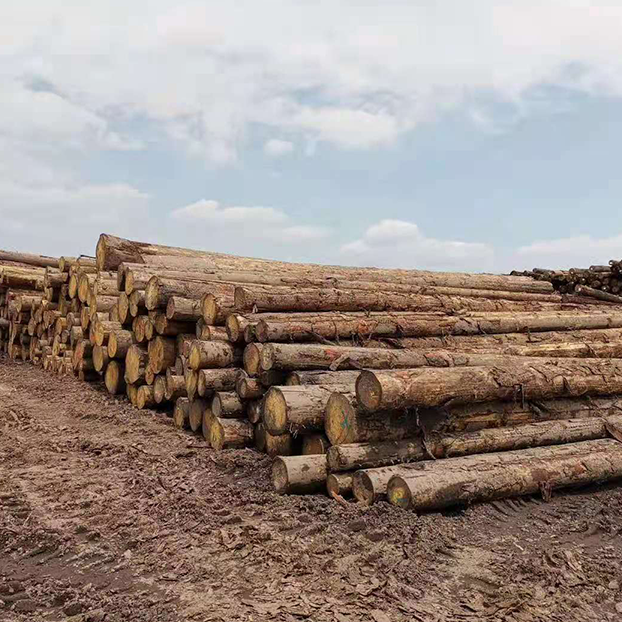 原木/板材